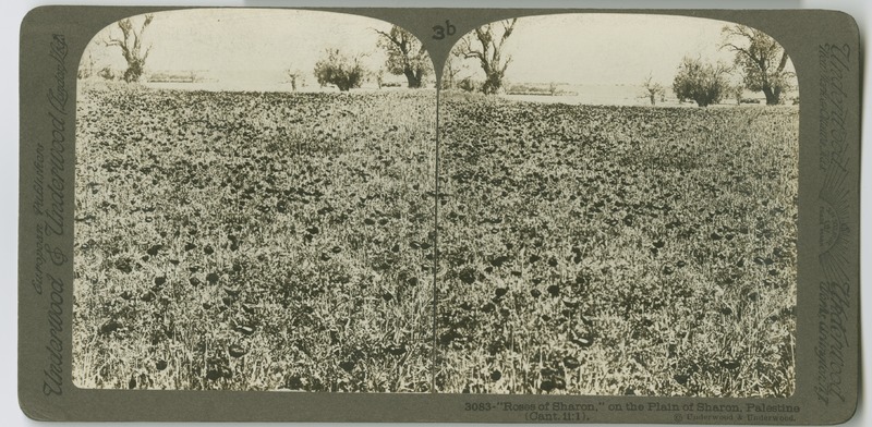 View of the Plains of Sharon, showing a patch of the plant, Rose of Sharon.