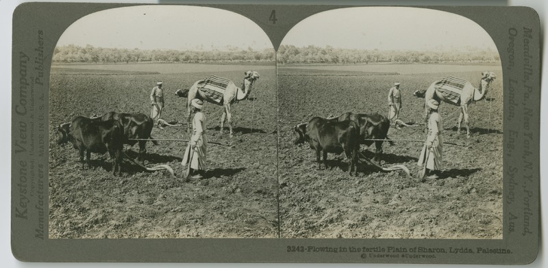 Two farmers plowing a field with oxen and a camel.