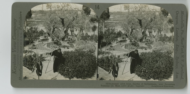 Inside the Garden of Gesthemane, a monk inspects some of the plants, and ancient olive tree in the background.