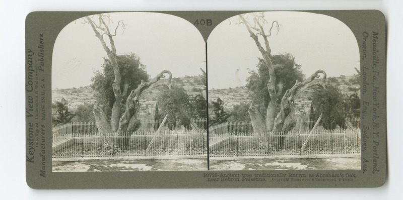 An ancient oak tree which grows outside of Hebron, traditionally known as &quot;Abraham&#039;s Oak.&quot;