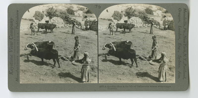Women winnowing the harvest using oxen.
